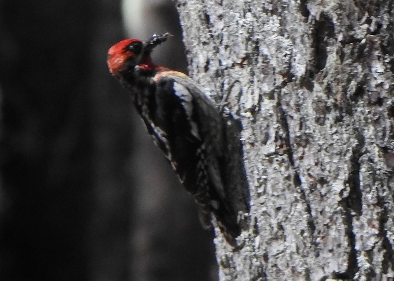 Red-naped x Red-breasted Sapsucker (hybrid) - ML620684469