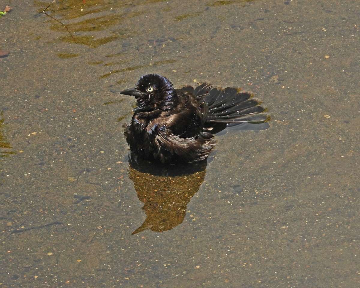 Common Grackle - ML620684472