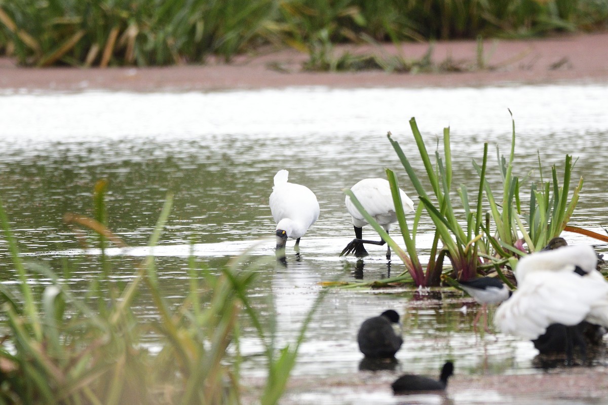 Royal Spoonbill - ML620684473