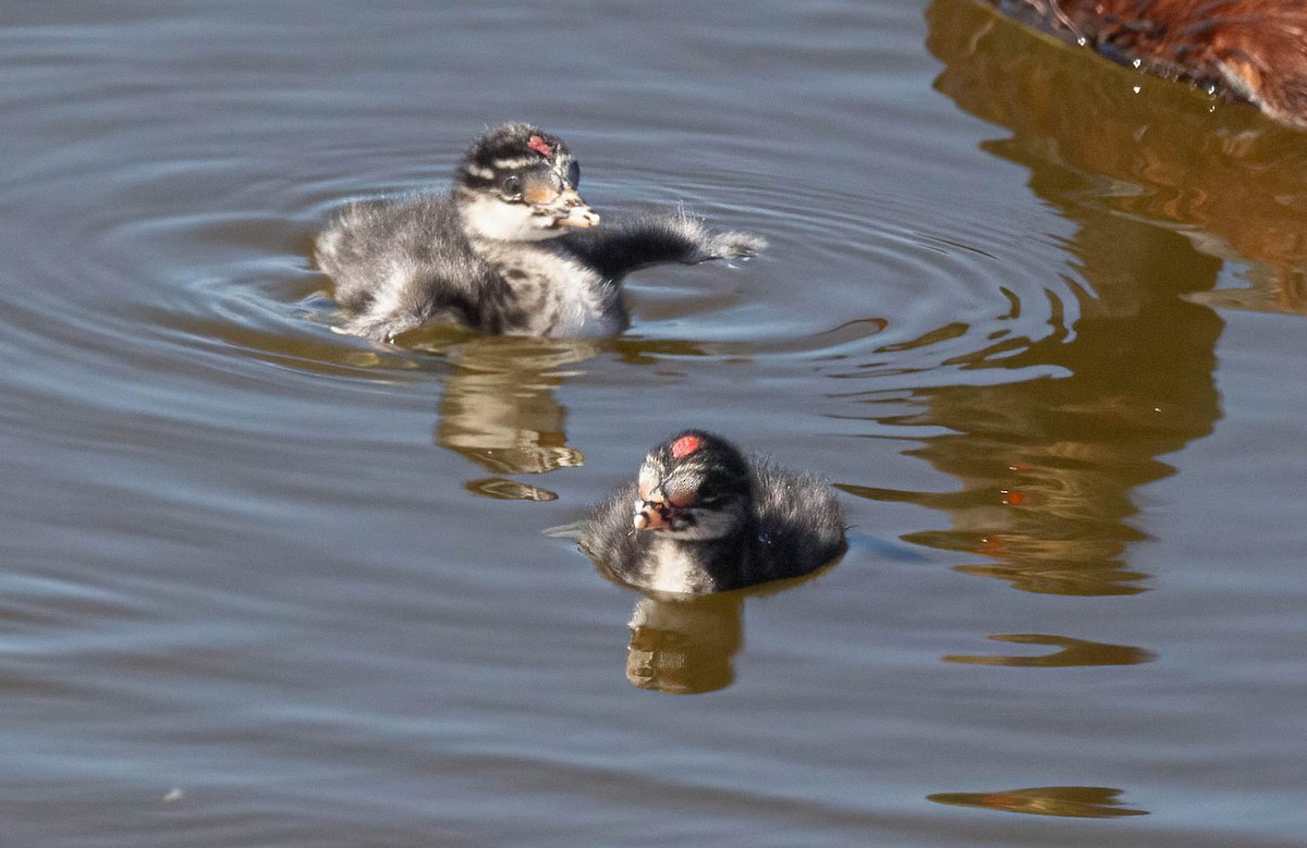 Eared Grebe - ML620684474