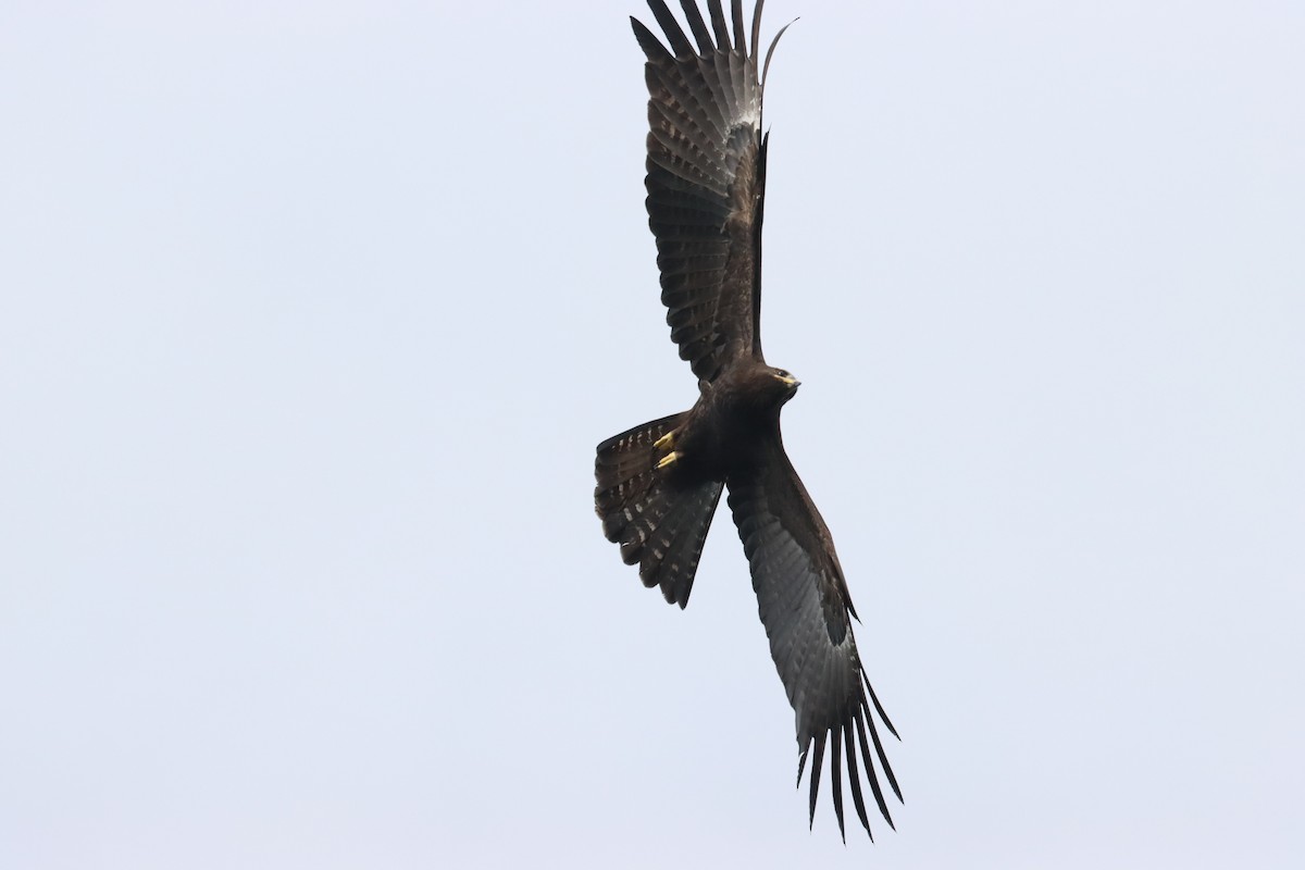 Águila Milana - ML620684475