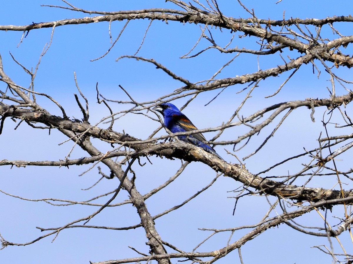 Blue Grosbeak - ML620684477