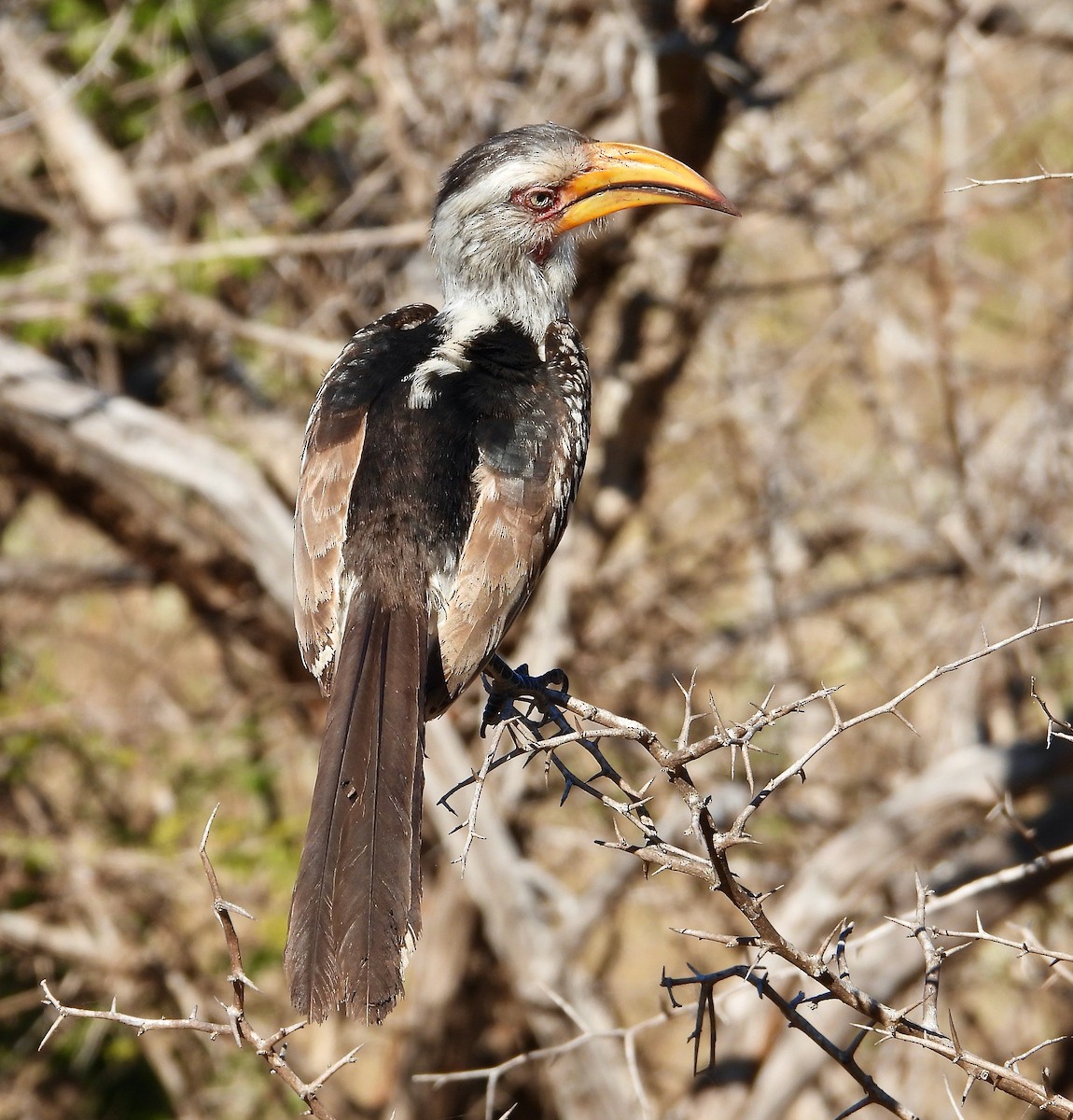 Southern Yellow-billed Hornbill - ML620684479