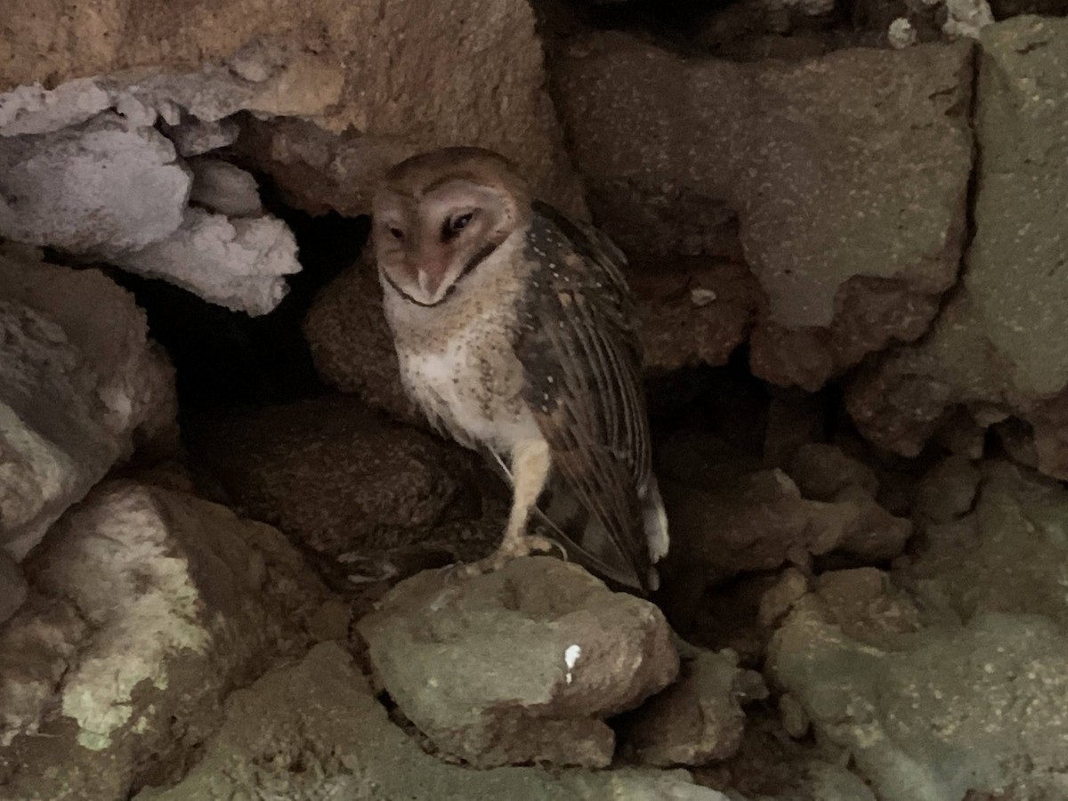 American Barn Owl (Galapagos) - ML620684483