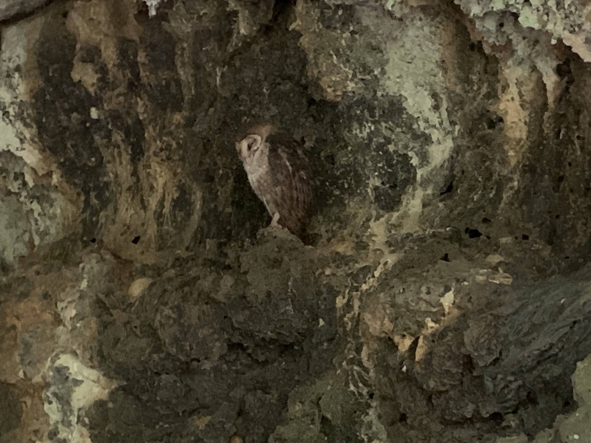 Barn Owl (Galapagos) - ML620684484