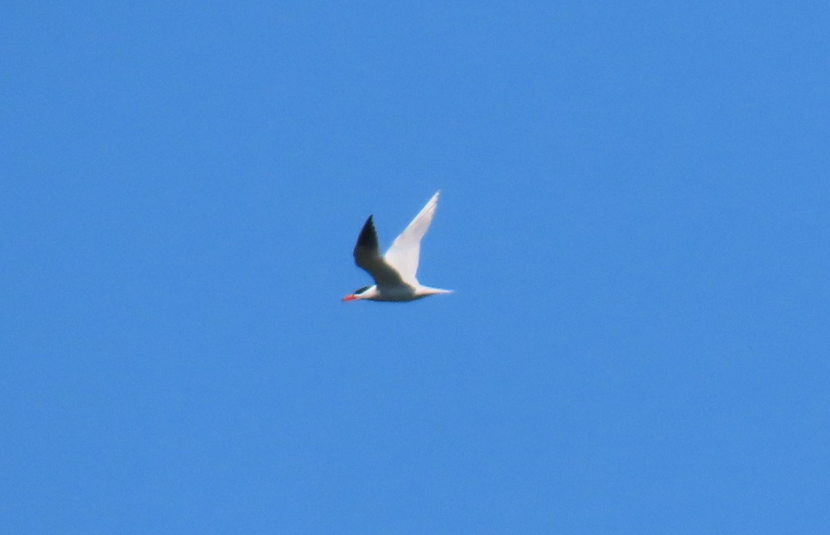 Caspian Tern - ML620684493