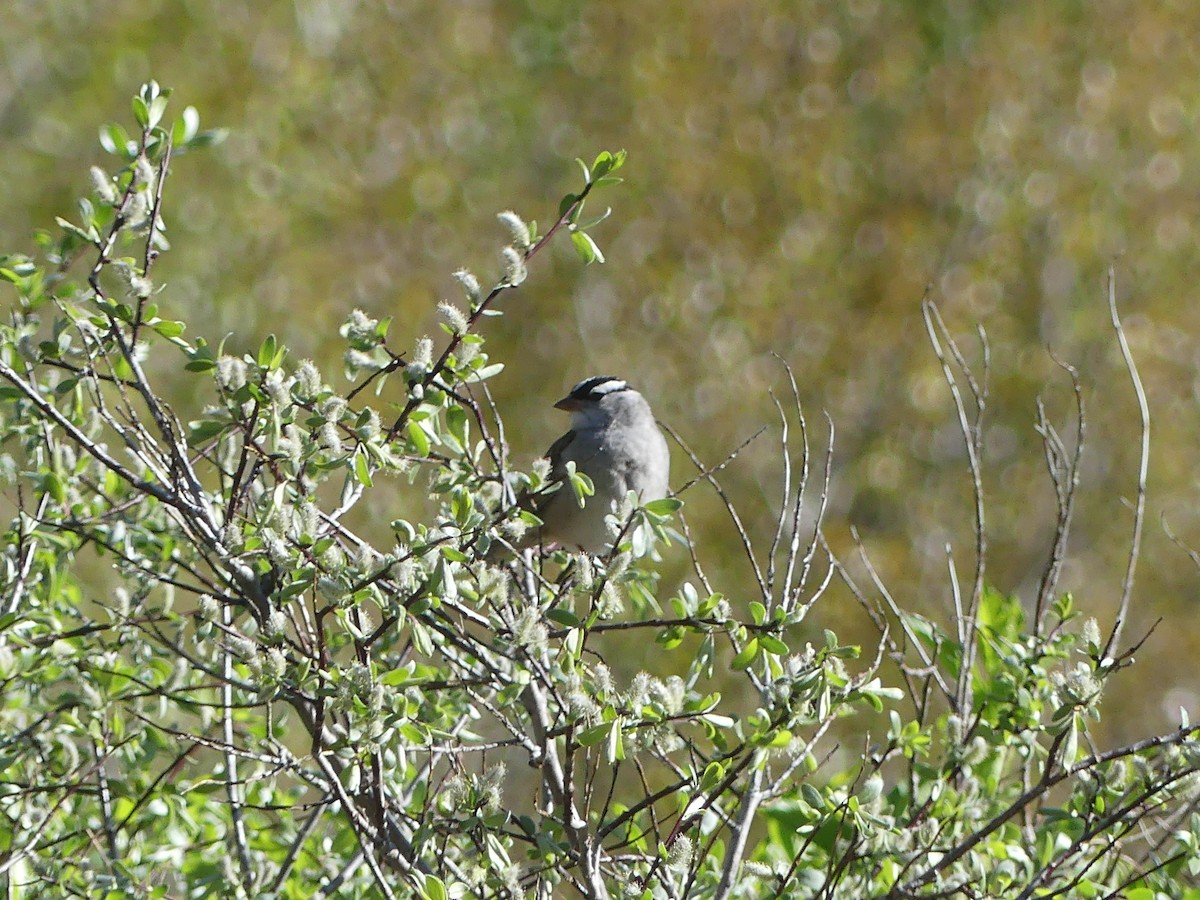 White-crowned Sparrow - ML620684498