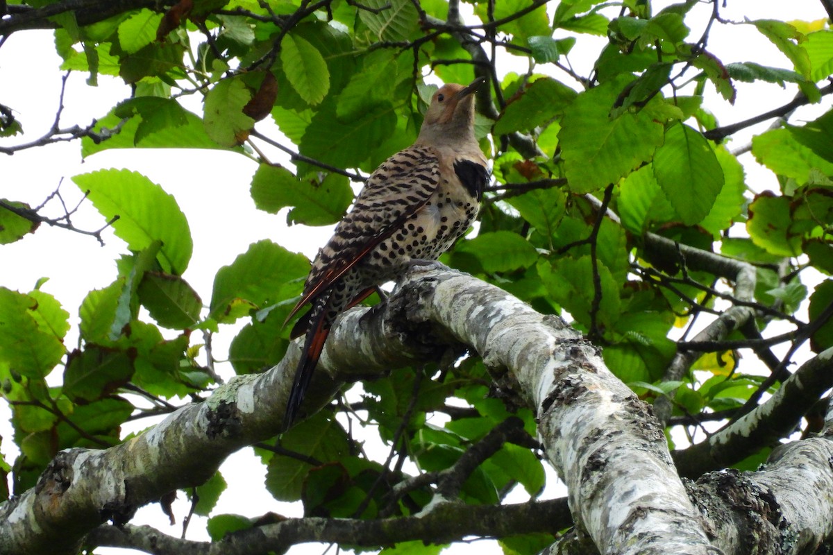 Northern Flicker - ML620684499