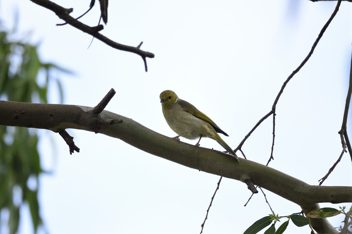 White-plumed Honeyeater - ML620684500