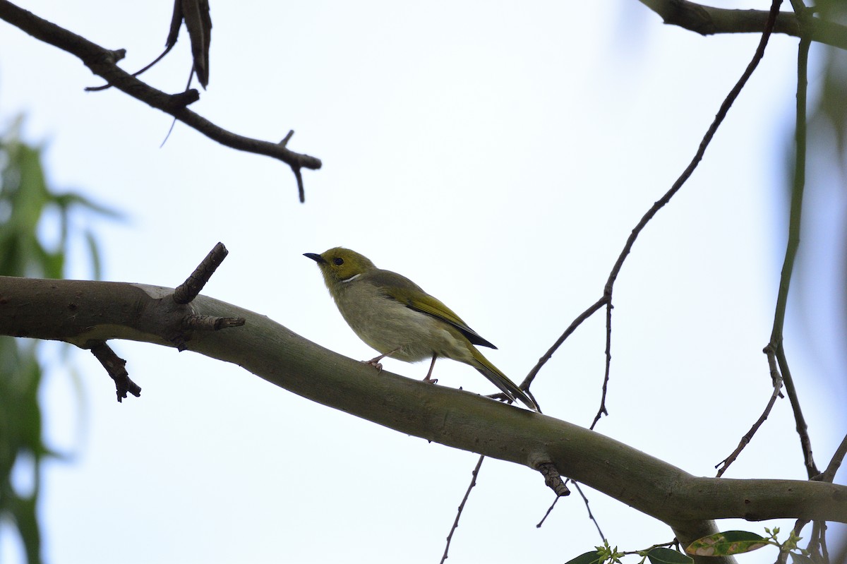 White-plumed Honeyeater - ML620684502