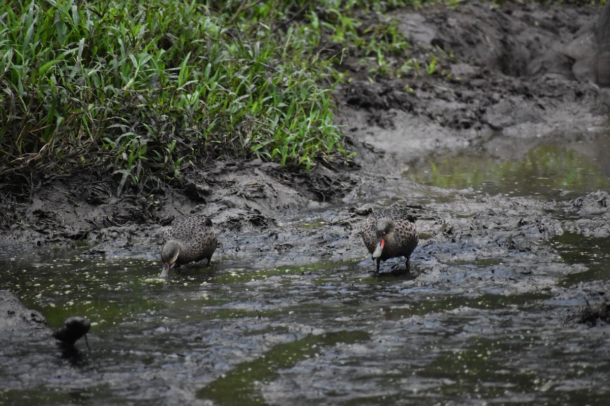 White-cheeked Pintail (Galapagos) - ML620684513