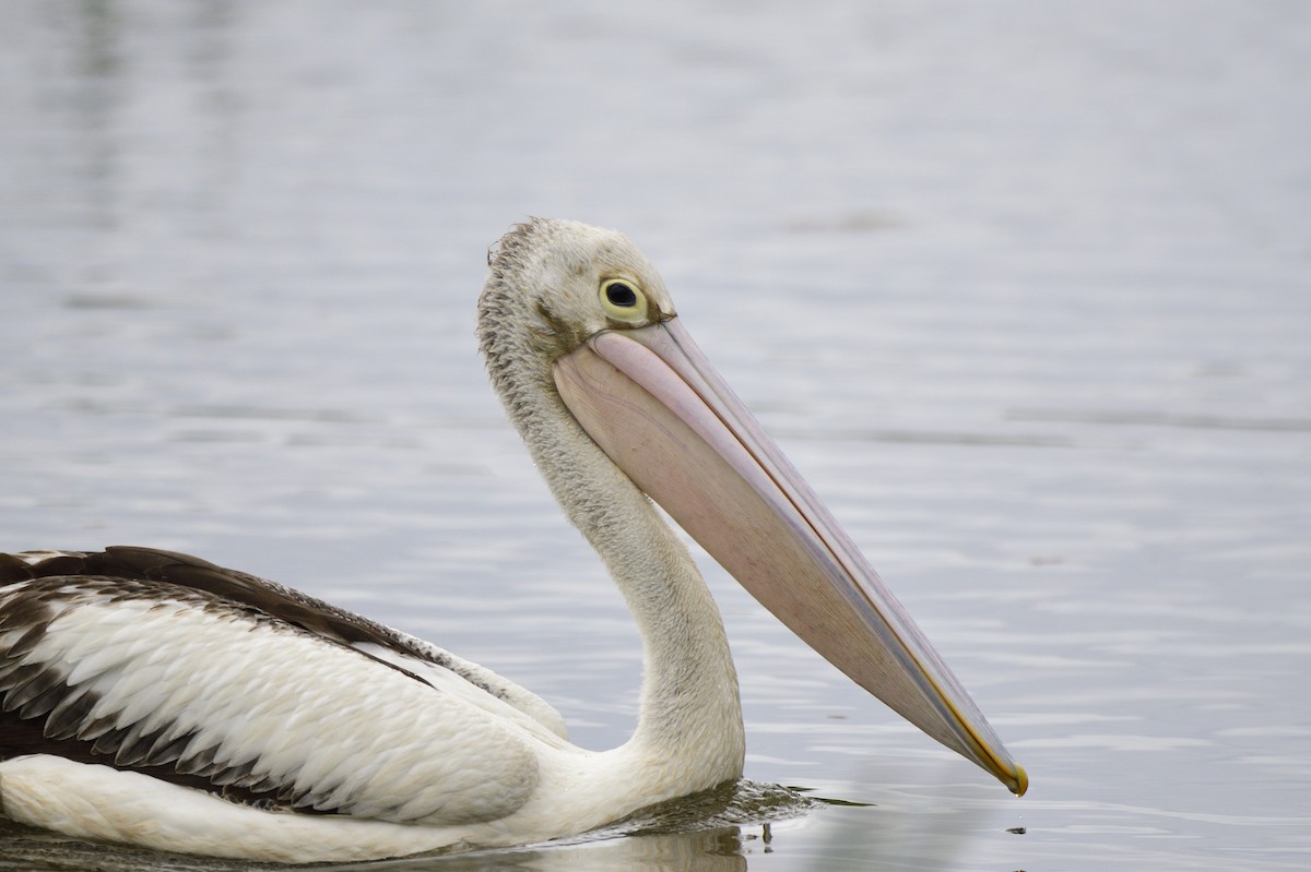 Australian Pelican - ML620684514