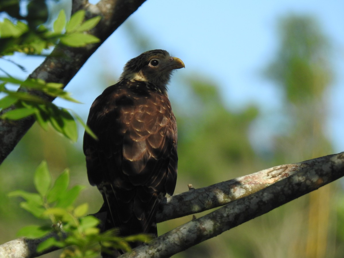 Caracara à tête jaune - ML620684523