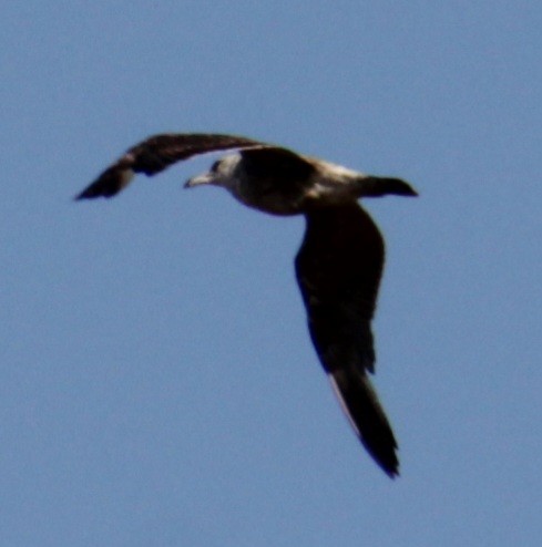 Lesser Black-backed Gull (graellsii) - ML620684528