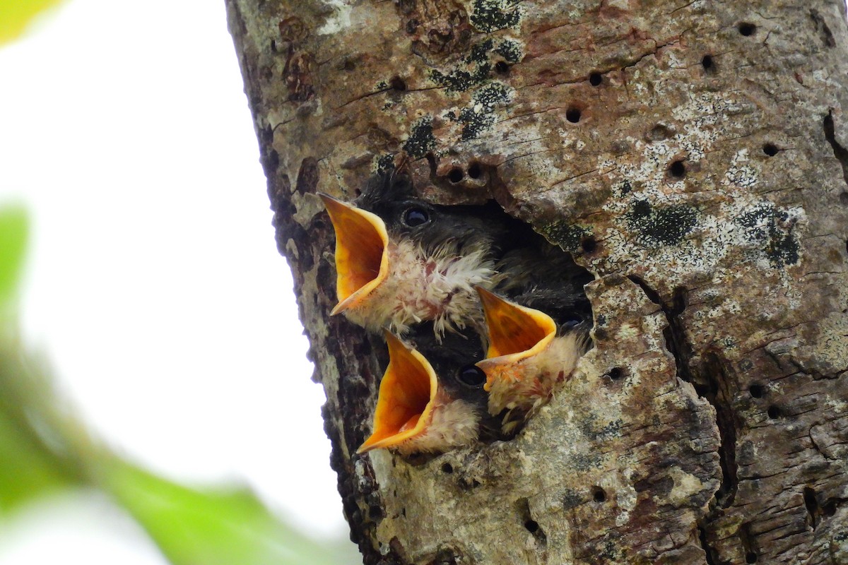 Golondrina Bicolor - ML620684531