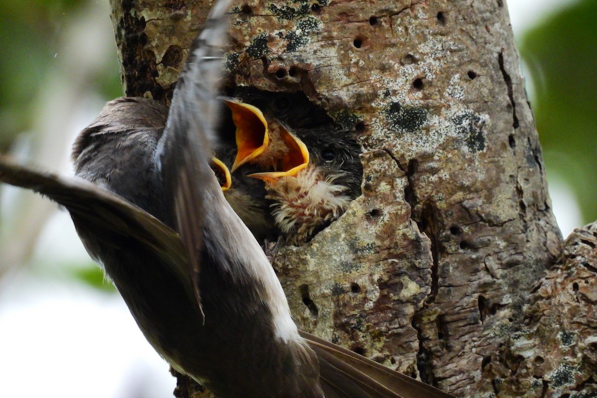 Golondrina Bicolor - ML620684532