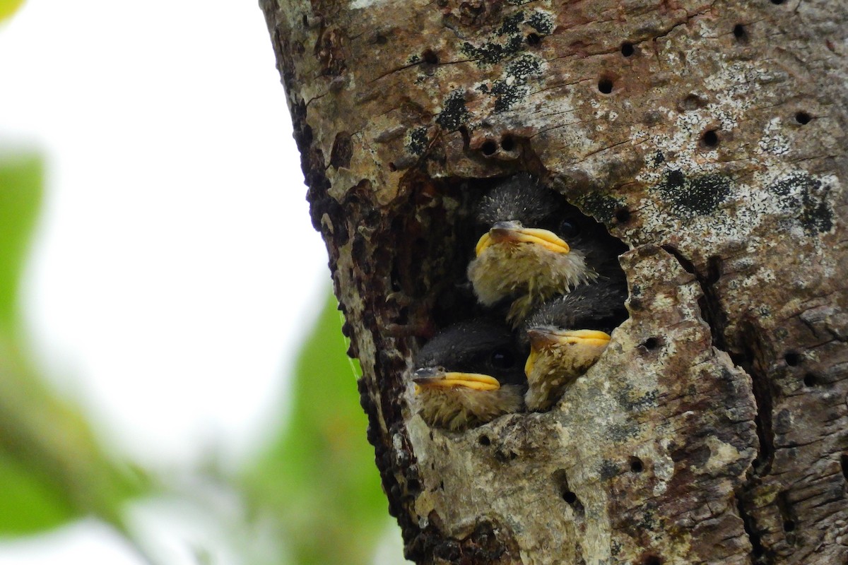 Golondrina Bicolor - ML620684533