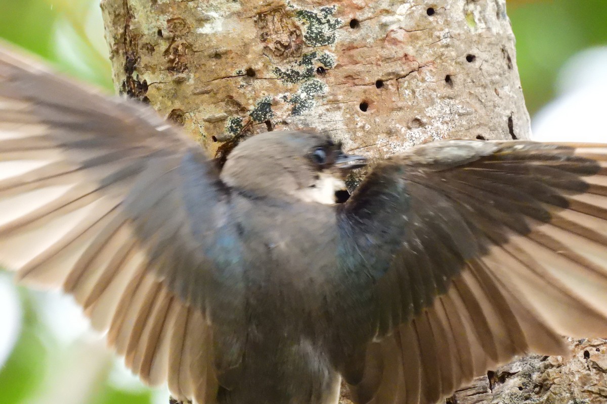 Golondrina Bicolor - ML620684534