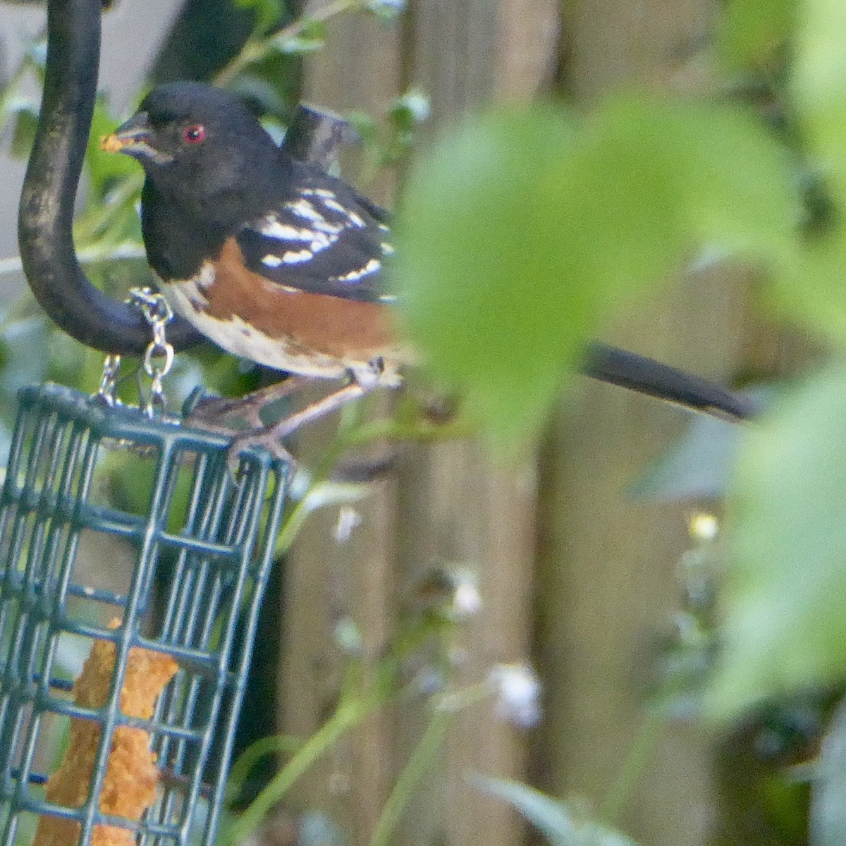 Spotted Towhee (oregonus Group) - ML620684537