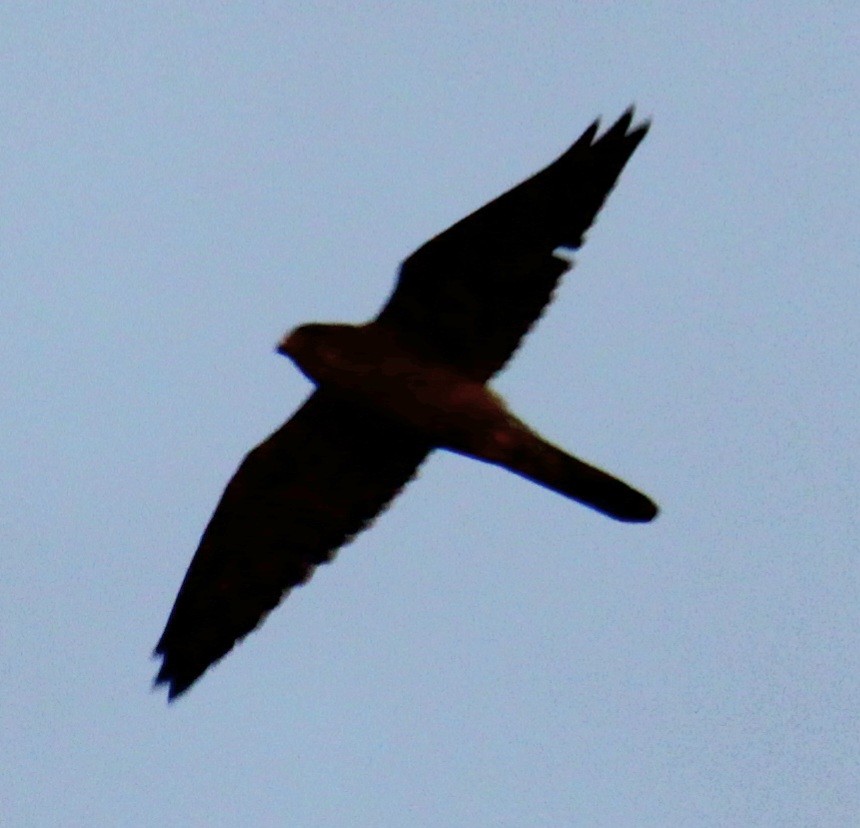 Eurasian Kestrel (Eurasian) - ML620684541