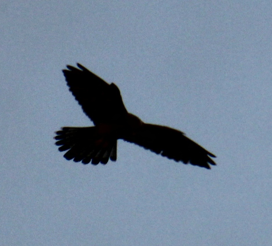 Eurasian Kestrel (Eurasian) - ML620684542