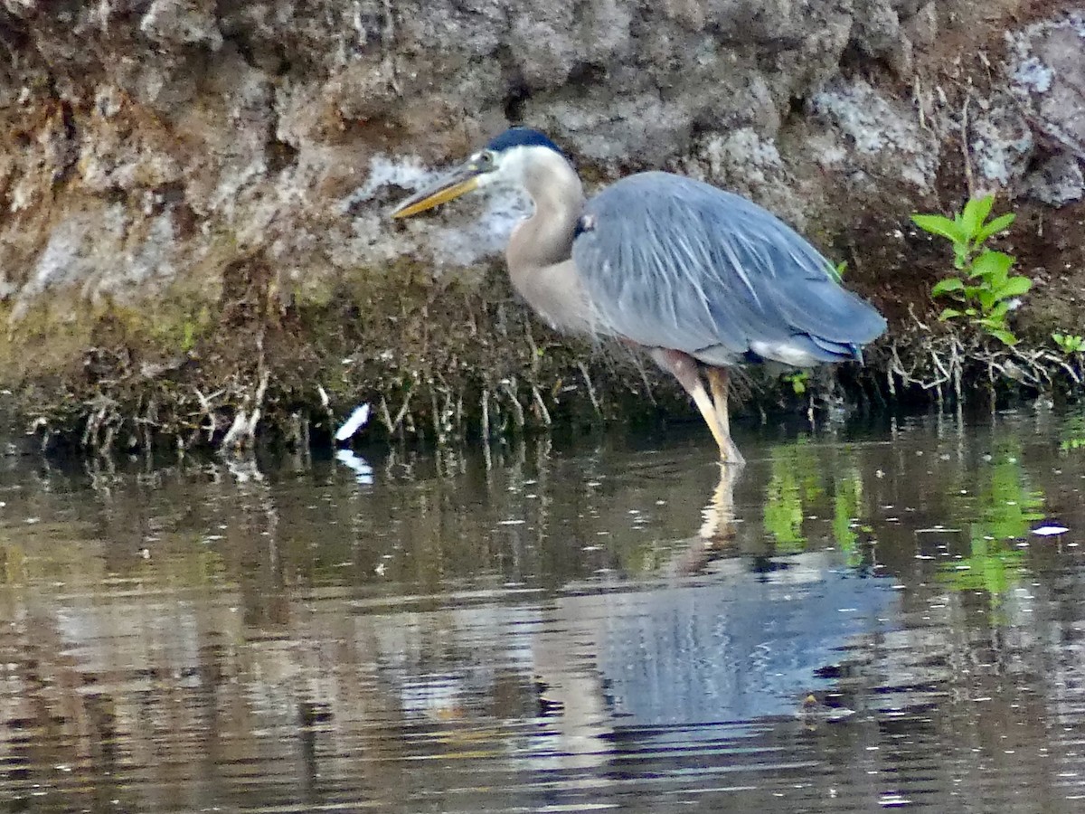 Great Blue Heron - ML620684544