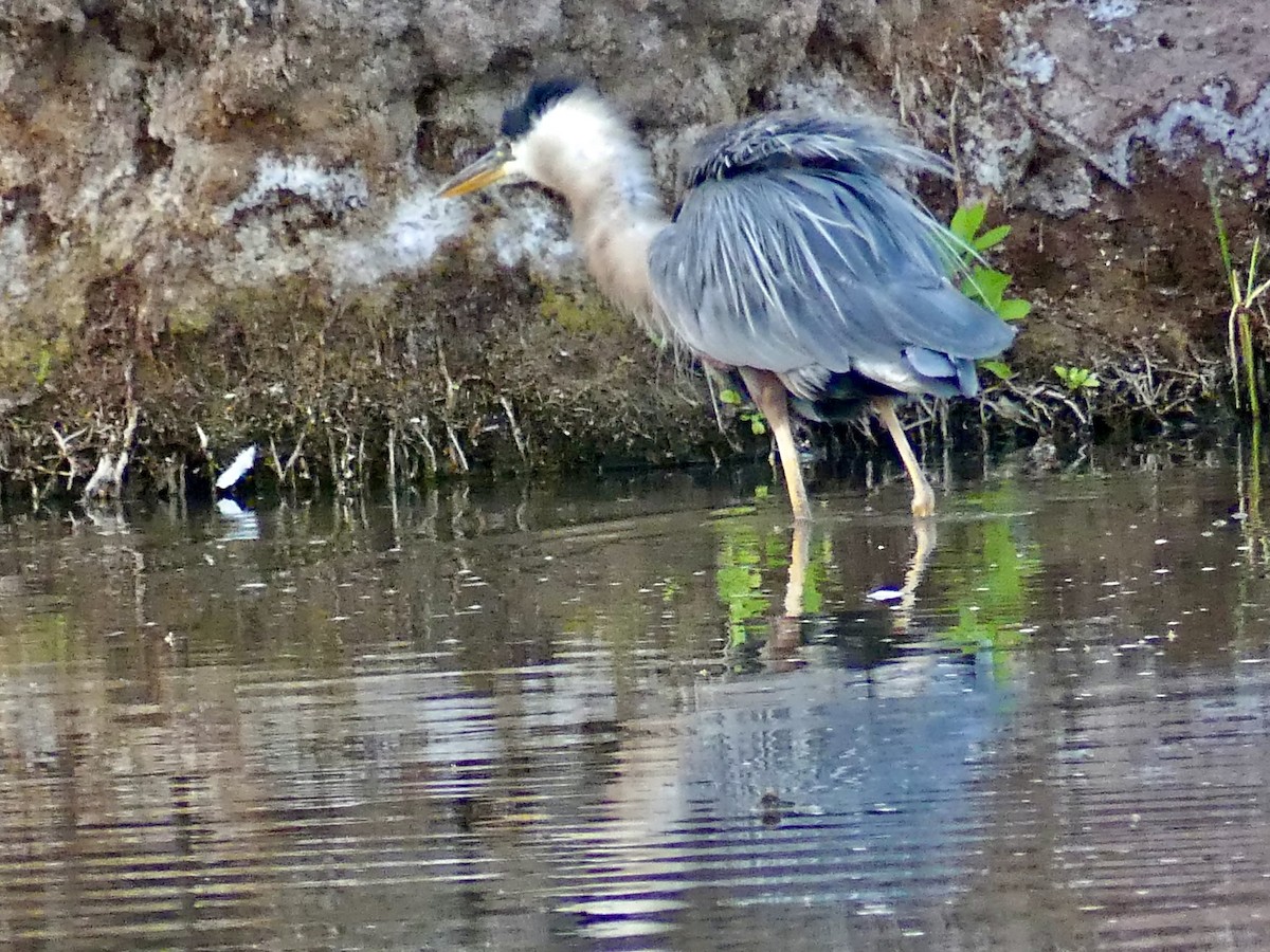 Great Blue Heron - ML620684545