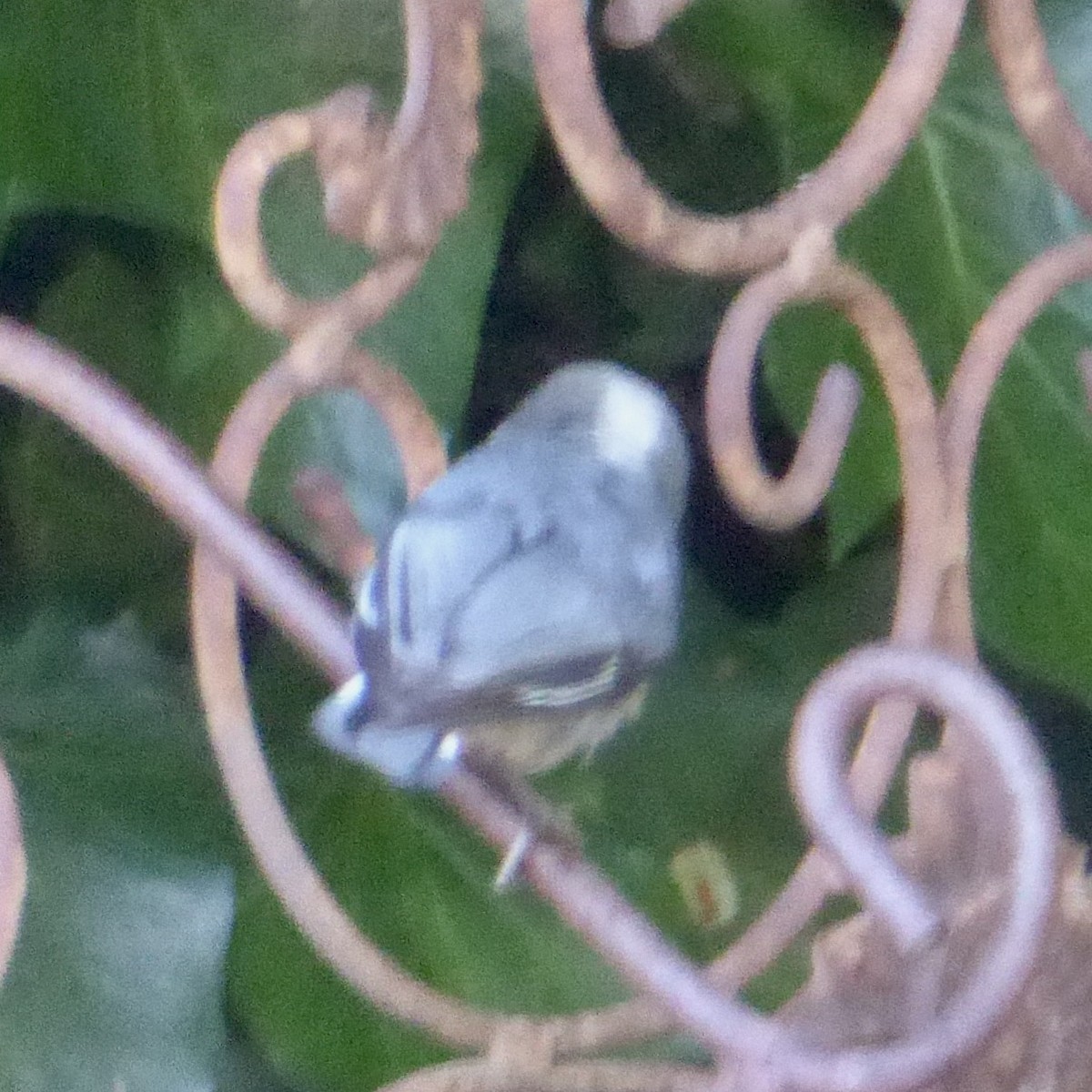 Pygmy Nuthatch - ML620684548