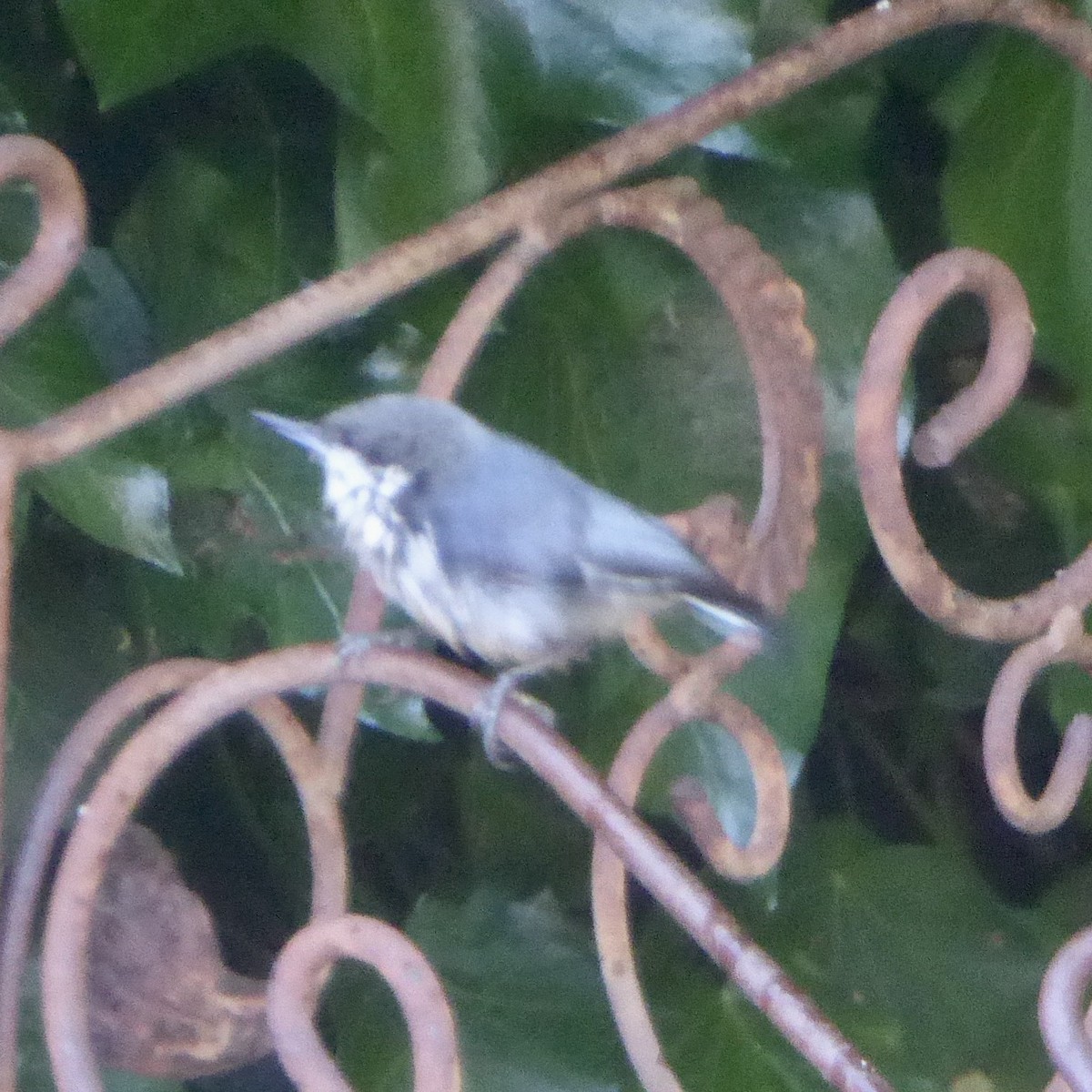 Pygmy Nuthatch - ML620684550