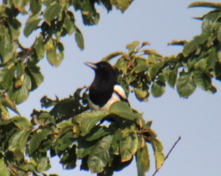 Eurasian Magpie (Eurasian) - ML620684551