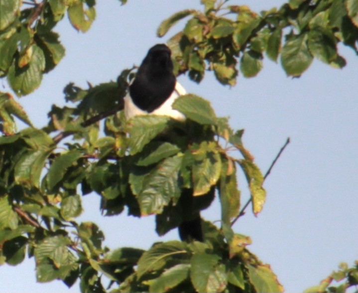 Eurasian Magpie (Eurasian) - Samuel Harris