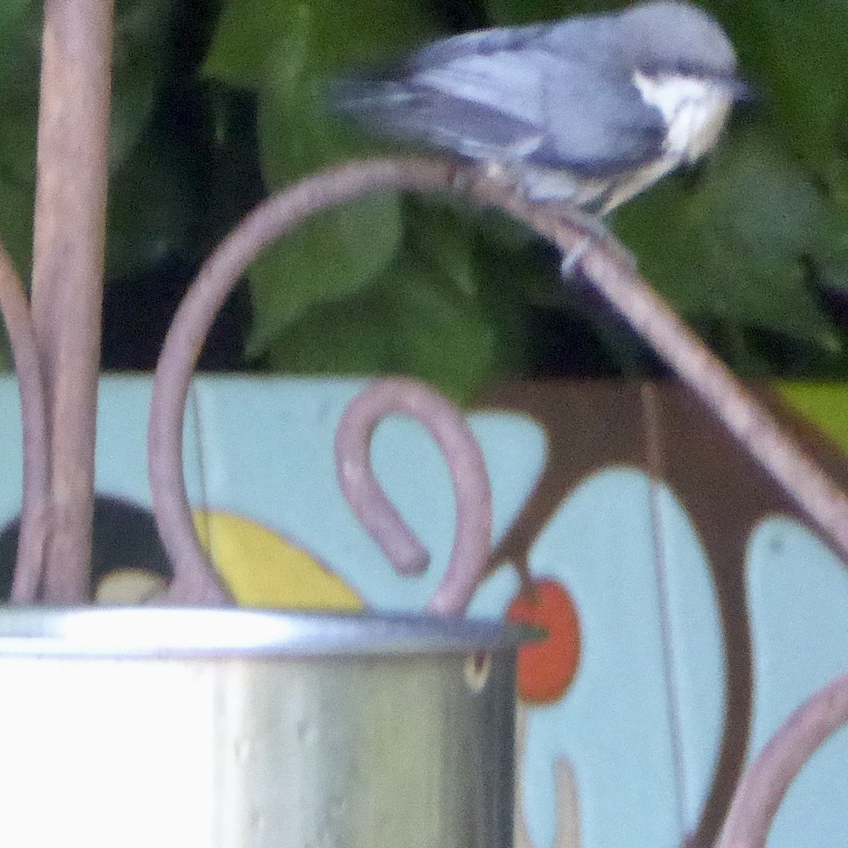 Pygmy Nuthatch - ML620684555