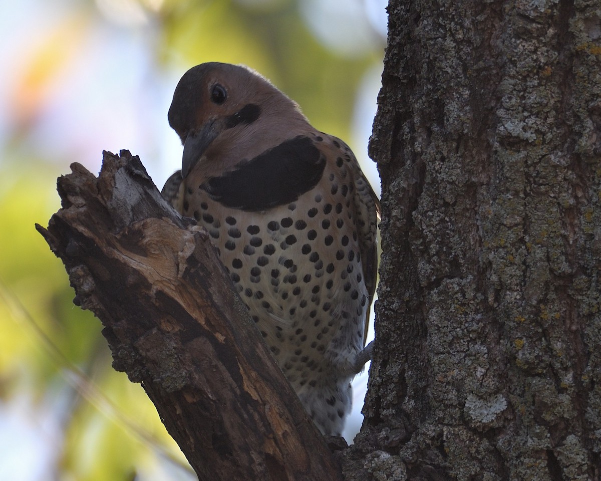 Northern Flicker - ML620684556