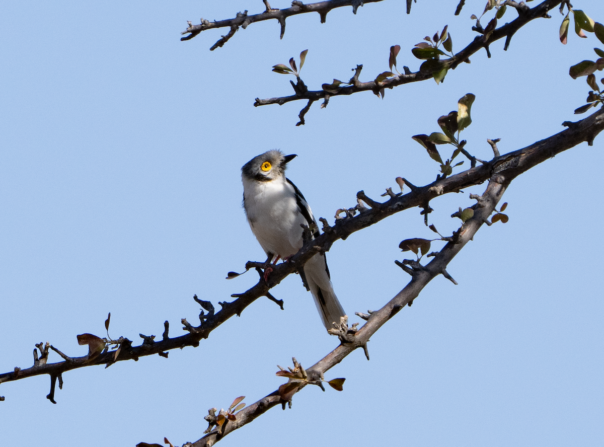 White Helmetshrike - sheila rowe