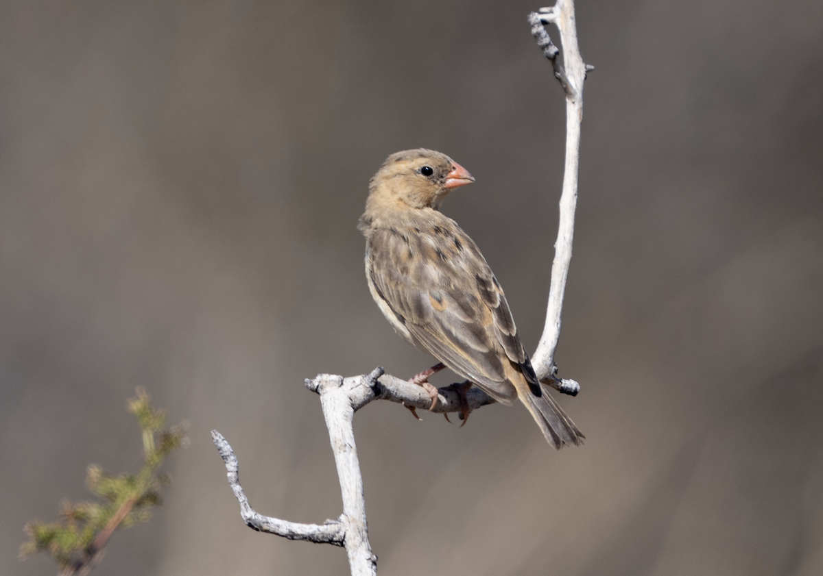 Shaft-tailed Whydah - ML620684565