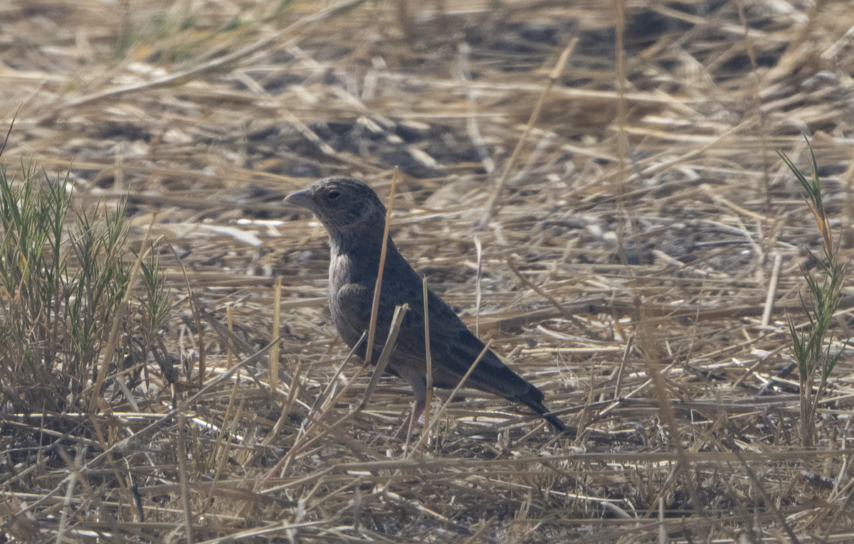 Gray-backed Sparrow-Lark - ML620684566