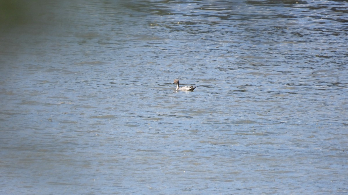 Northern Pintail - ML620684571