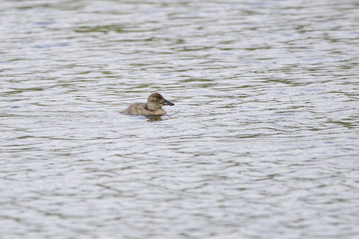 Blue-billed Duck - ML620684572