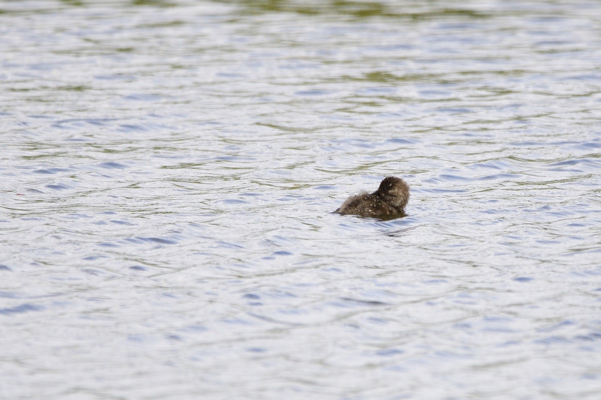 Blue-billed Duck - ML620684577