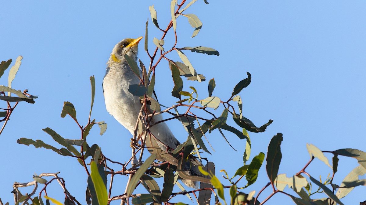 Yellow-throated Miner - ML620684579