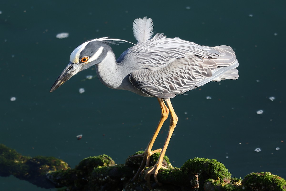 Yellow-crowned Night Heron - ML620684590