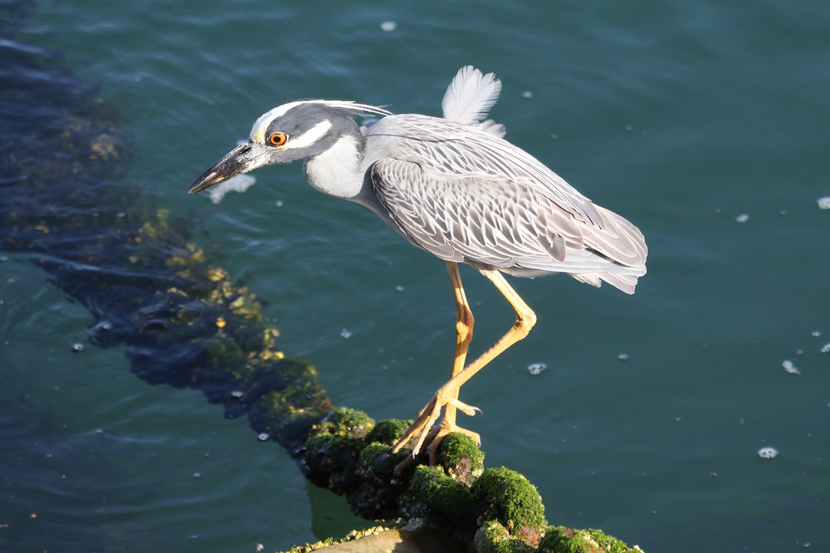 Yellow-crowned Night Heron - ML620684591