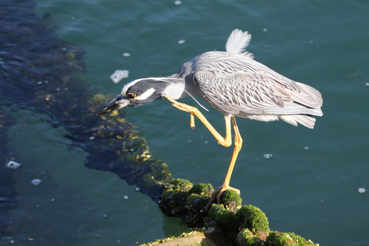 Yellow-crowned Night Heron - ML620684592