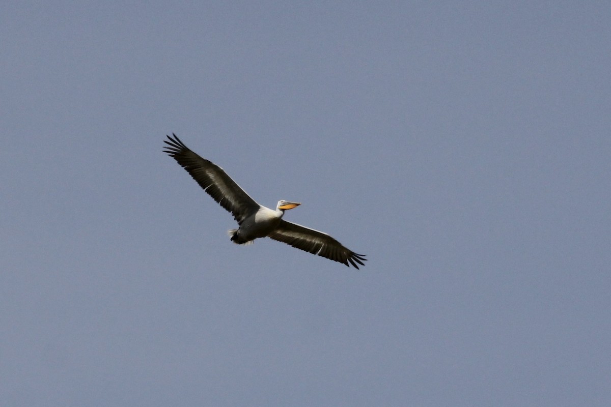 Dalmatian Pelican - Tim Cowley