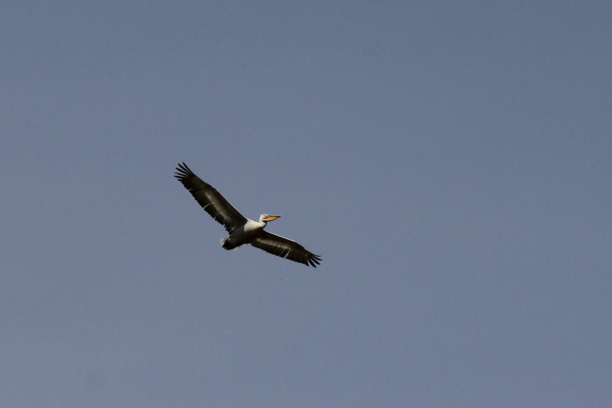 Dalmatian Pelican - ML620684597