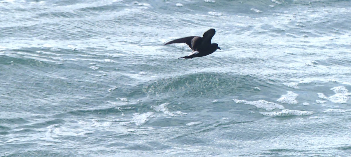 Leach's Storm-Petrel - ML620684609