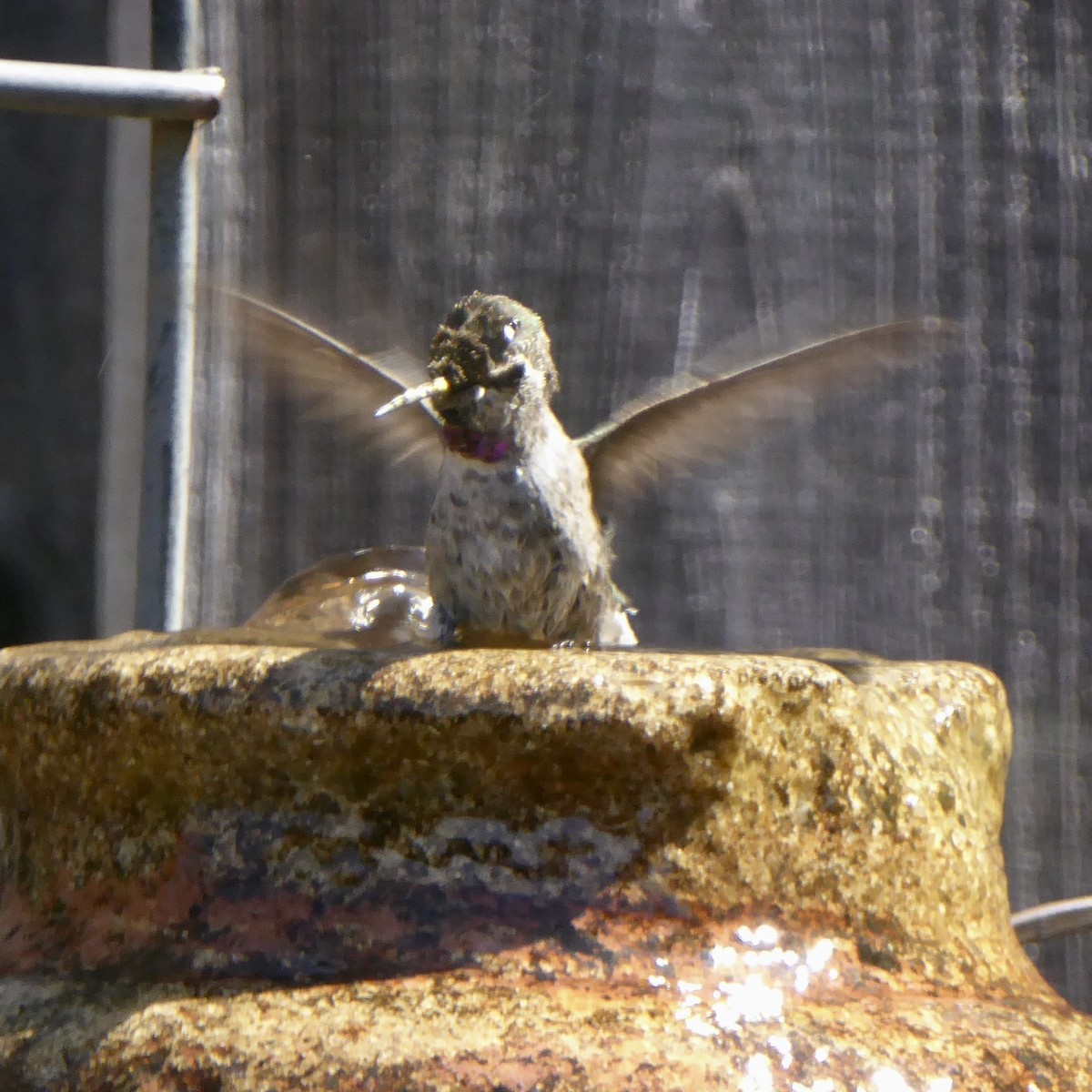 Anna's Hummingbird - ML620684610