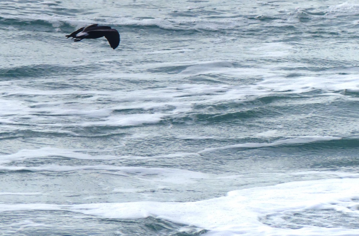 Leach's Storm-Petrel - ML620684612