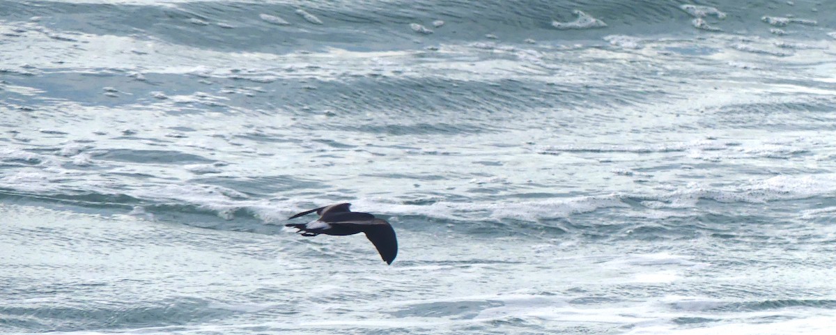 Leach's Storm-Petrel - ML620684613