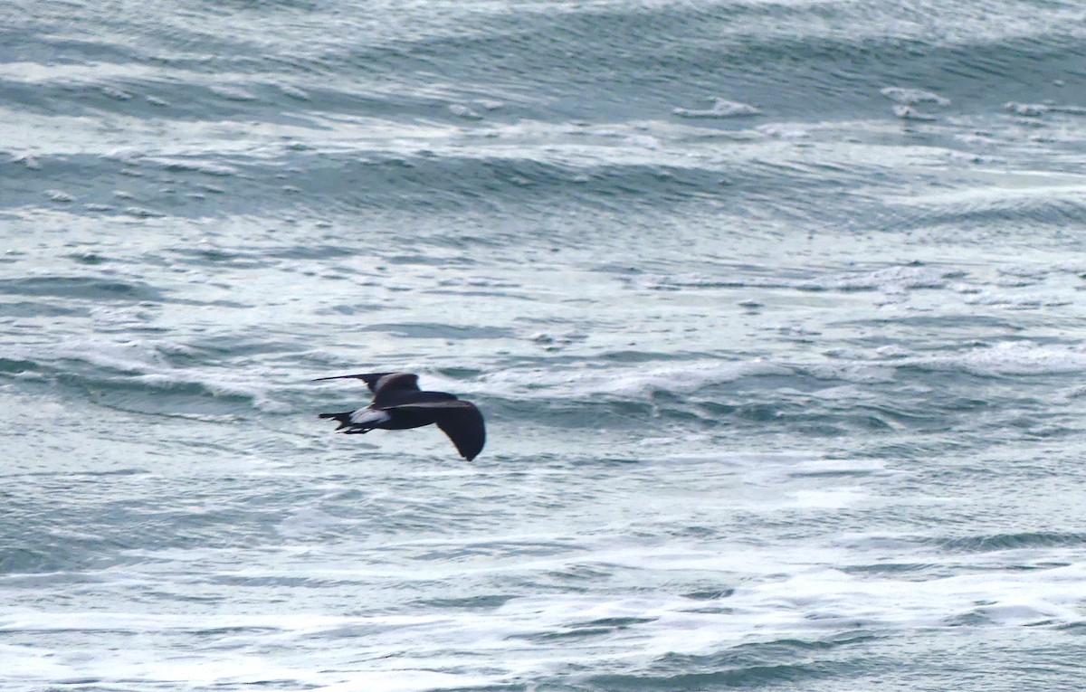 Leach's Storm-Petrel - ML620684614